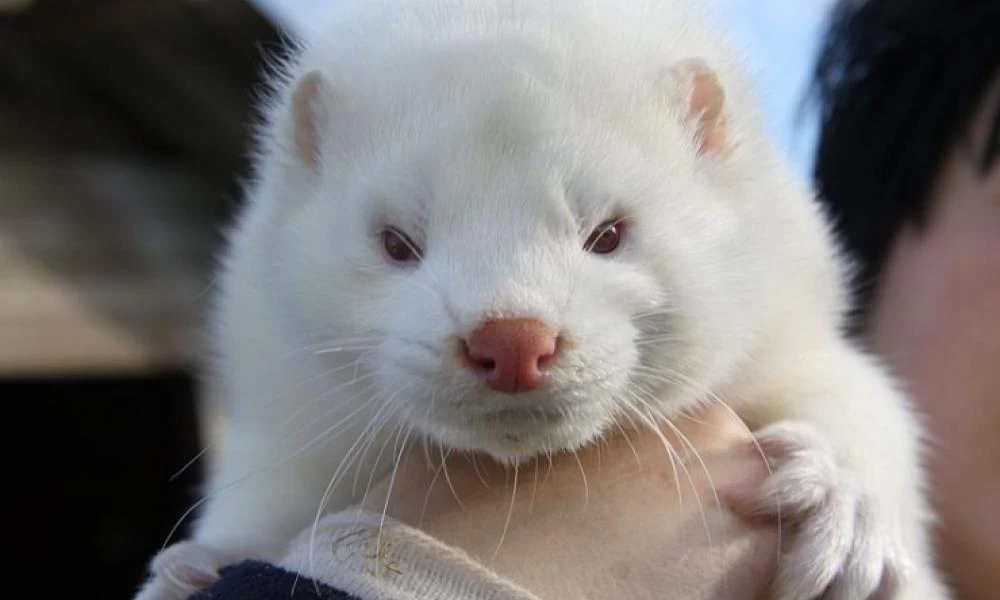 Μινκ: Ποιο είναι το ζωάκι που όλοι θέλουν για τη γούνα του